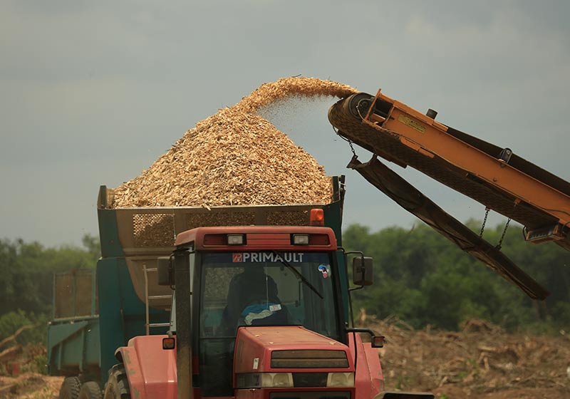 copeaux de bois