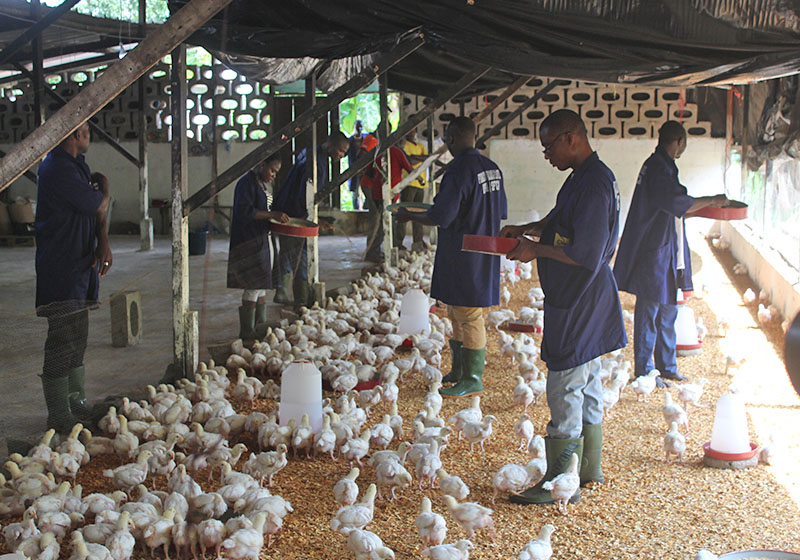 Formation en élevage