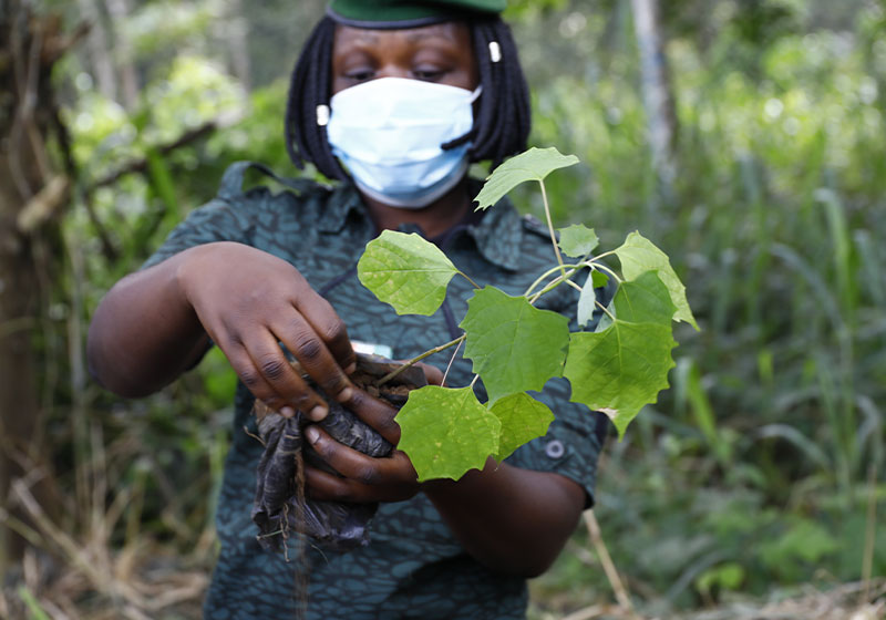 Planting d'arbres