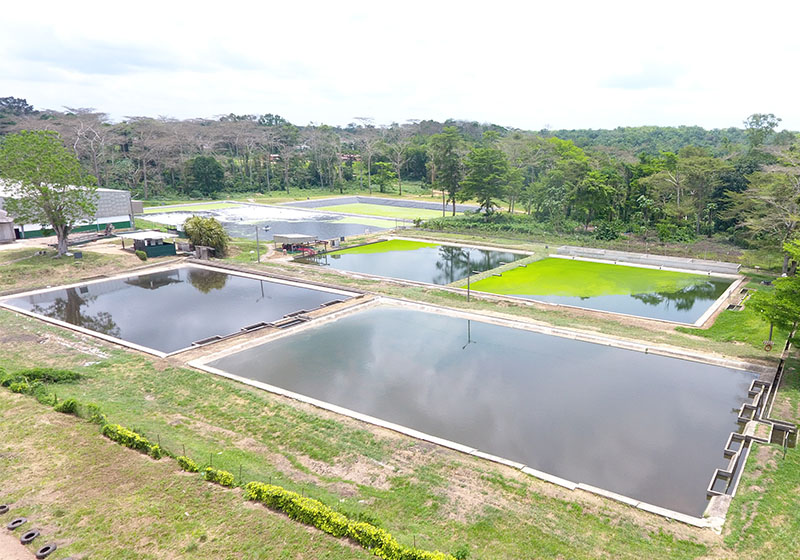 Bassin de lagunage à SAPH Bongo